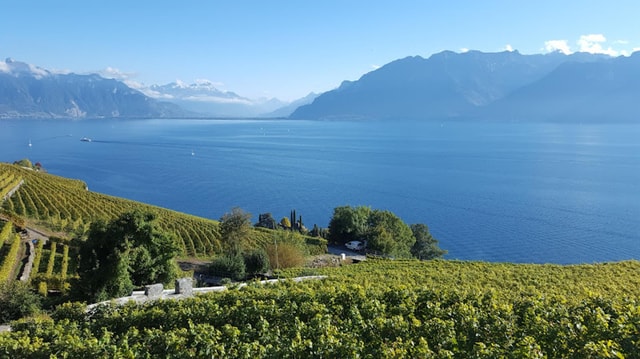 Geneva: Lavaux, Chexbres, and Valais Wine Tasting Tour
