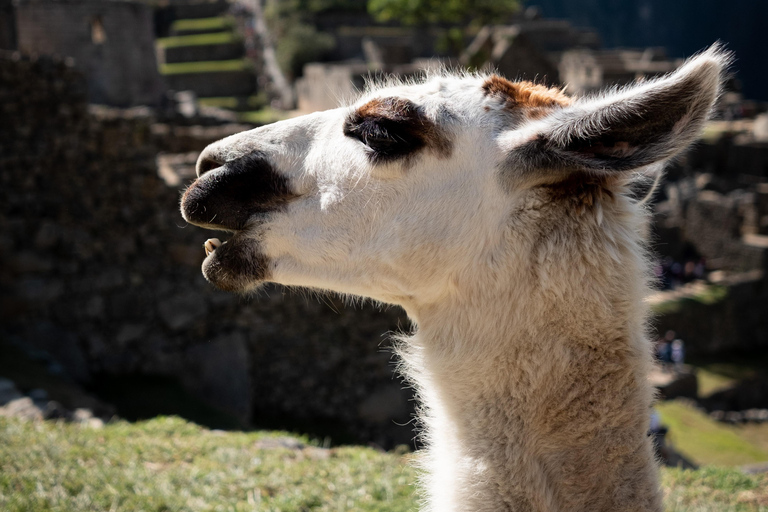 From Cusco: Machu Picchu Express, the Inca Wonder in a Day From Cusco: Machu Picchu Express, the Inca Wonder in One Day