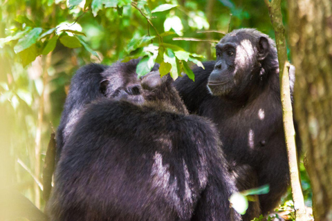 Uganda: 5-dagars Kibale Chimps &amp; Queen Elizabeth Wildlife Safari