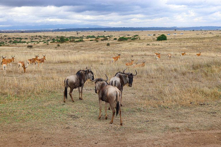 Rondleiding Nationaal Park Nairobi, halve dag