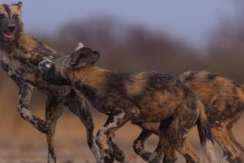 2-dniowe safari w Parku Narodowym Nyerere z Zanzibaru