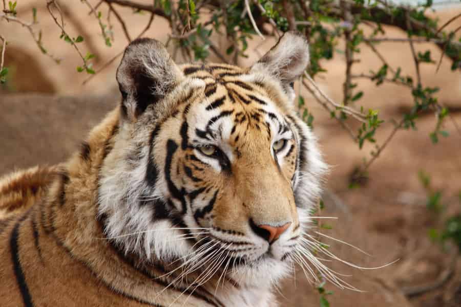 Ab Delhi: 4-tägige geführte Tour durch das Goldene Dreieck und Ranthambore. Foto: GetYourGuide