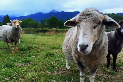 Brisbane: Trevena Glen Farm 1hr Animal Experience