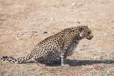 From Udaipur: 3-Day Jawai Leopard Safari & City Tour