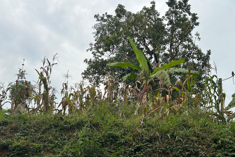 Sseguku: Hike Sseguku Prayer Mountain and Meditation