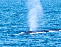 Mirissa Whale Watching Tour met gratis ontbijt aan boord - Hizvo
