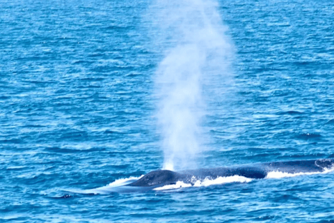 Walvisexcursie in Mirissa met gratis ontbijt aan boordMirissa Whale Watching Tour met gratis ontbijt aan boord