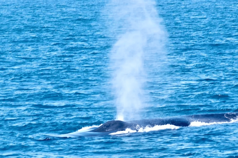 Observation des baleines à Mirissa avec petit-déjeuner gratuit à bord