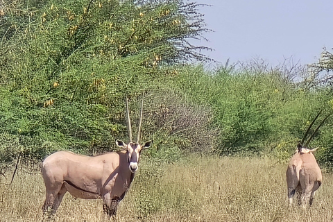 3-Day Awash National Park Safari with Lodge