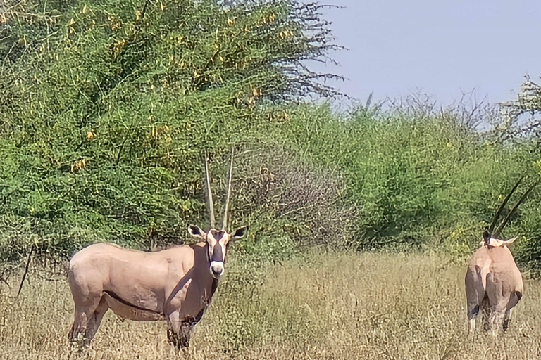 3-Day Awash National Park Safari with Lodge