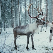Rovaniemi : Visite d'une ferme de rennes avec un photographe