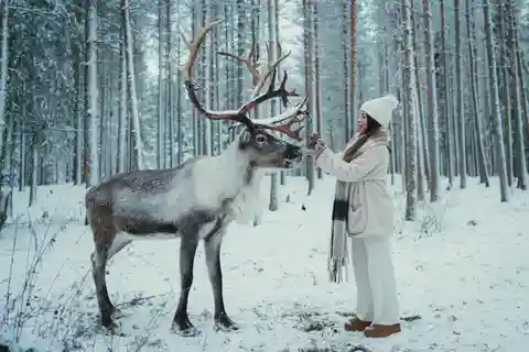 Rovaniemi: Besøg på rensdyrfarm med fotograf