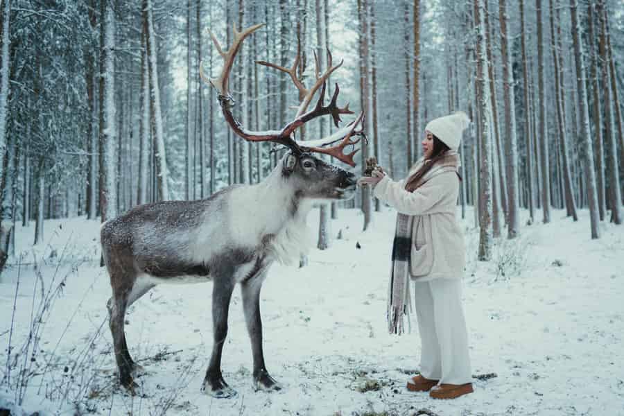 Rovaniemi: Besuch einer Rentierfarm mit Fotografin. Foto: GetYourGuide