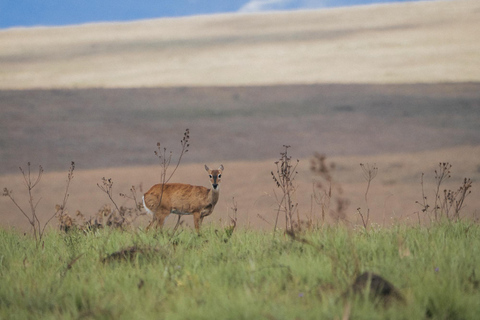 From São Paulo: 5-Day Serra da Canastra Wildlife Safari