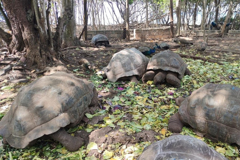 Zanzibar: Fängelseön och Nakupenda Sandbank Tour med lunchZanzibar: Fängelseön och Nakupenda Sandbank-tur med lunch