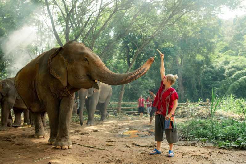 Desde Chiang Mai Excursión al Parque Ecológico de Elefantes de Kerchor
