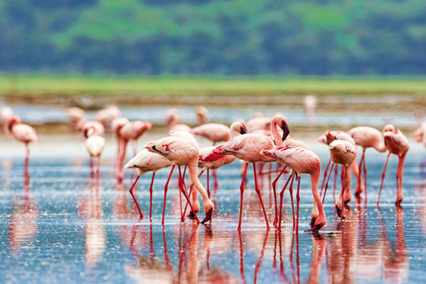 Nairobi: Lake Nakuru National Park Day Trip & Game Drive Lake Nakuru National Park Day Trip From Nairobi.