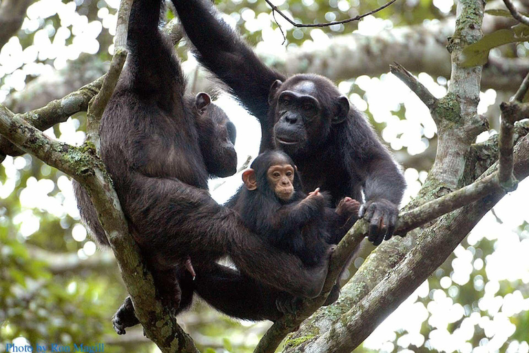 Kigali: Nyungwe National Park 3-Day Chimpanzee Trekking Tour