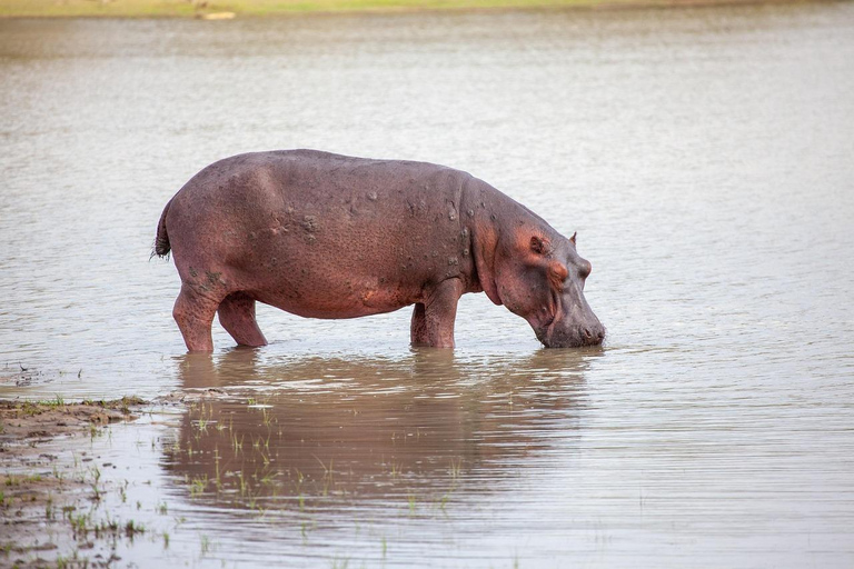Depuis Zanzibar, safari de 4 jours et pêche dans le parc national Nyerere