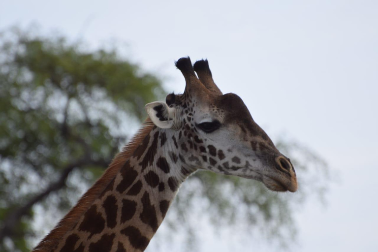 Overnight Group safari Tsavo East Safari from Mombasa/ Diani