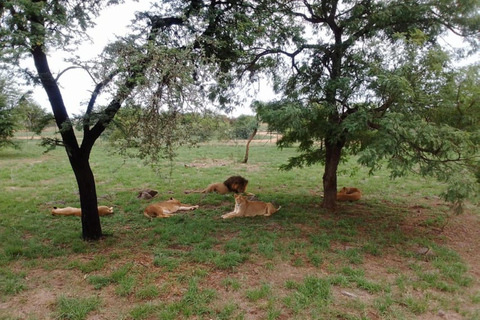 Johannesburg: Cradle of Humankind, Lion Park & Lesedi Tour