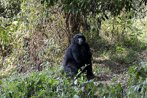 Uganda: Gorilla Trekking and Walking Safari 6-Day Tour