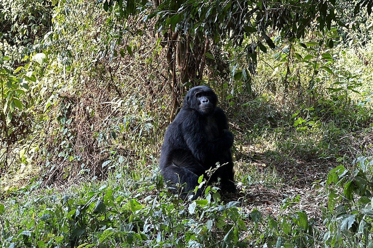 Uganda: Gorilla Trekking and Walking Safari 6-Day Tour