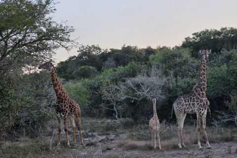 Maputo National Reserve Park Safari Excursion