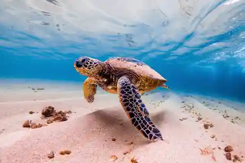Marsa Alam : Plongée avec les tortues de mer Marsa Mubarak