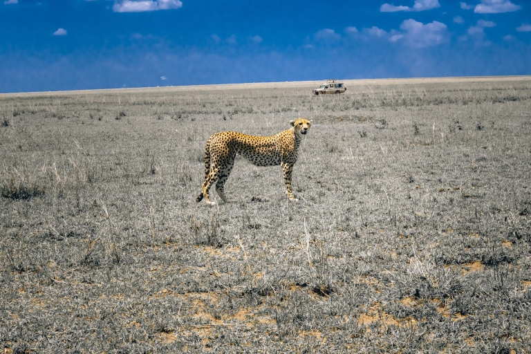 Serengeti en Ngorongoro meerdaagse kampeersafari