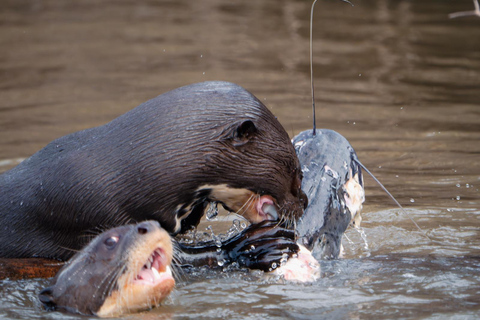 São Paulo: 3-Day Eco Safari Experience in the Pantanal