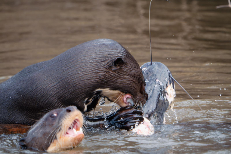 São Paulo: 3-Day Eco Safari Experience in the Pantanal