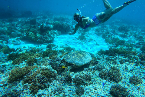 Gili Islands Snorkeling Day Trip with private speedboat