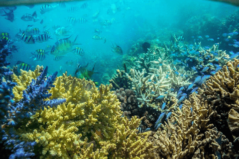 From Lombok: Gili Islands Snorkeling Tour with Hotel Pickup