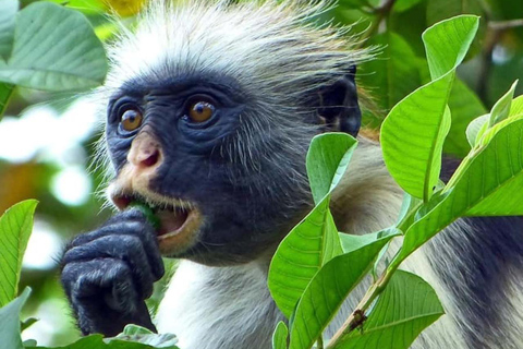 FROM NUNGWI/KENDWA:STONE TOWN, PRISON ISLAND & JOZANI FOREST Private tour include hotel pick up and drop off