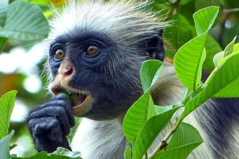 FROM NUNGWI/KENDWA:STONE TOWN, PRISON ISLAND & JOZANI FOREST Private tour include hotel pick up and drop off