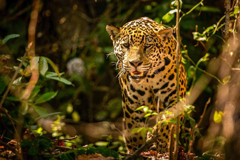 Manu: 7-Day Amazon Wildlife Tour with Jungle Lodges