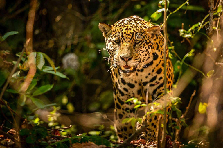 Manu: 7-Day Amazon Wildlife Tour with Jungle Lodges