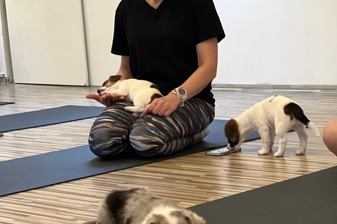 Puppy Yoga in Riga