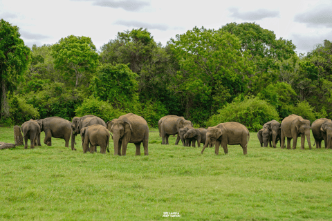 Kaudulla: tour di safari con gli elefanti al tramonto e visite alla fauna selvatica