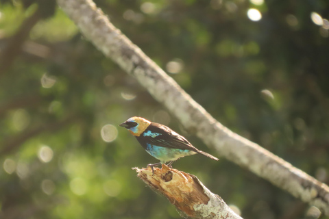 Strada del gasdotto per il birdwatching Gamboa Town and Discovery Center