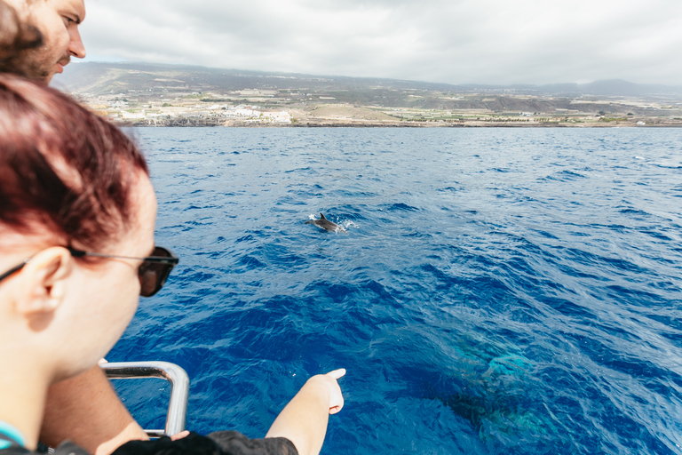 Depuis Adeje : croisière baleines et dauphins avec déjeunerVisite guidée sans prise en charge à l’hôtel