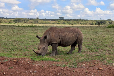 Nairobi: Półdniowa przejażdżka w Parku Narodowym Nairobi