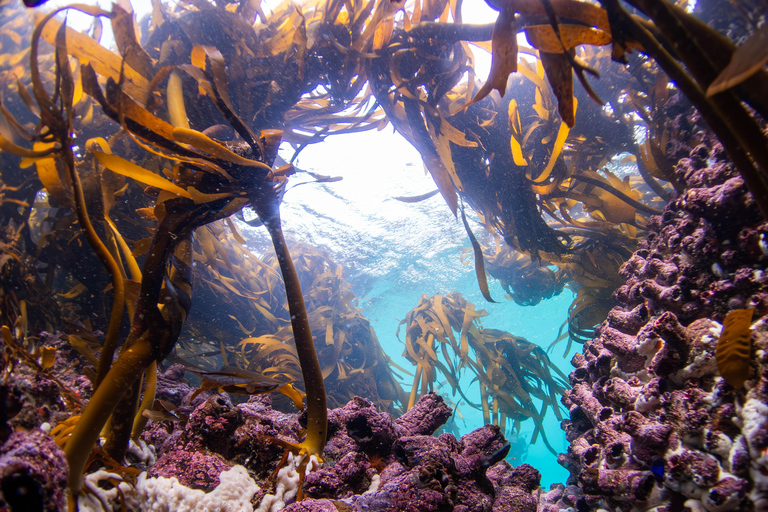 Inmersión en Ciudad del Cabo: 2 inmersiones para buceadores certificados