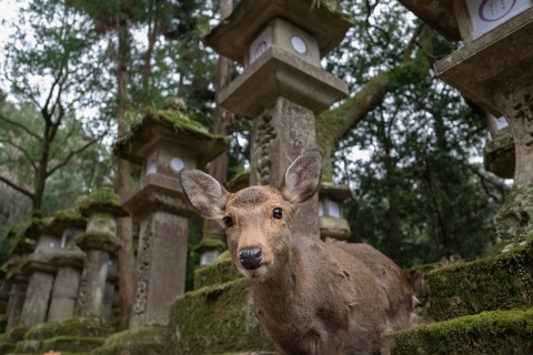 Nara : Todai-ji y parque de Nara (Guide espagnol)