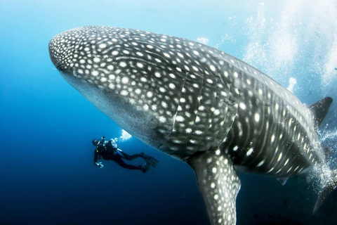Swim with Whale Sharks in Mafia Island Flight from Zanzibar Mafia Whale Shark Adventure – Day Trip (No Flights Included)