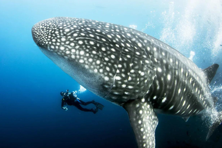 Swim with Whale Sharks in Mafia Island Flight from Zanzibar Mafia Whale Shark Adventure – Day Trip (No Flights Included)