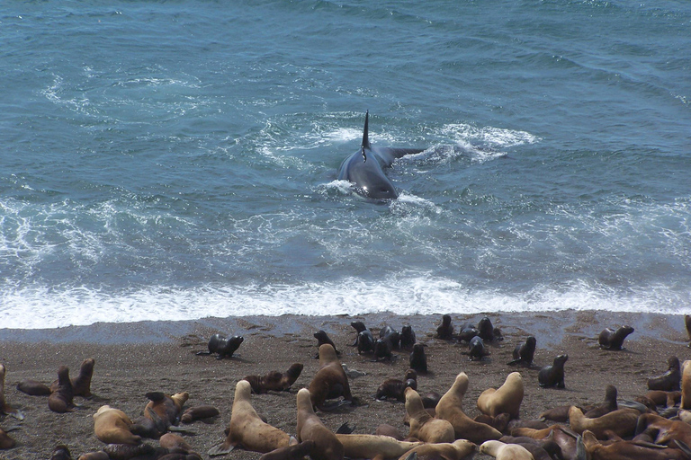 From Puerto Madryn: Full-Day Valdes Peninsula Tour