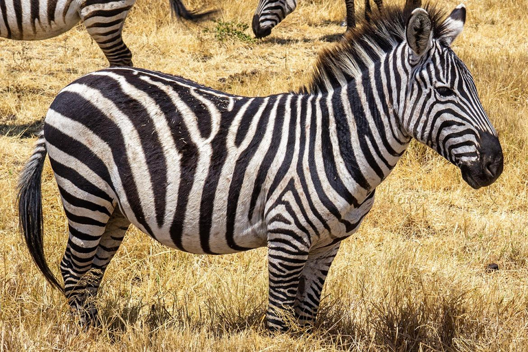 2 dagar 1 natt Nyerere nationalpark från Zanzibar med flyg