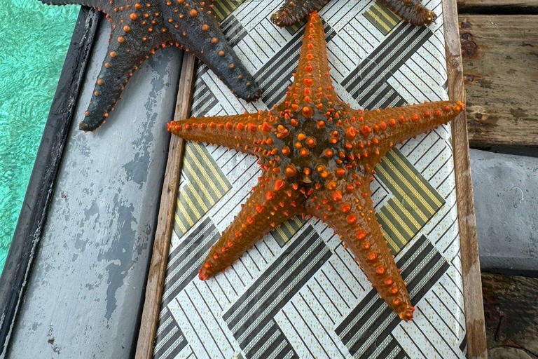 Zanzibar: Seaweed Farm and Starfish Tour